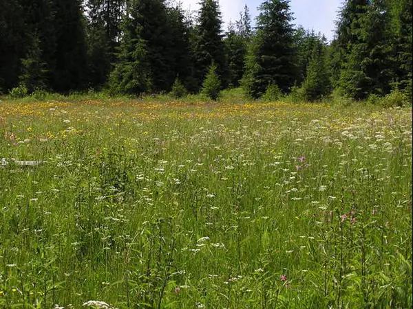 Poiană cu flori sălbatice mărginită de pădure de brazi