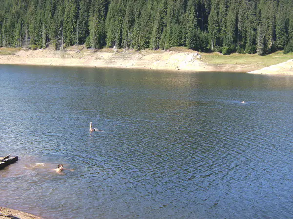 Înotători în apa liniștită a unui lac de munte mărginit de pădure