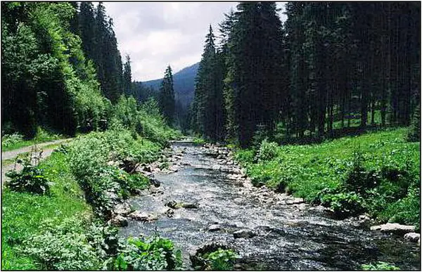 Râul Someșul Cald curgând printr-o vale verde mărginită de brazi