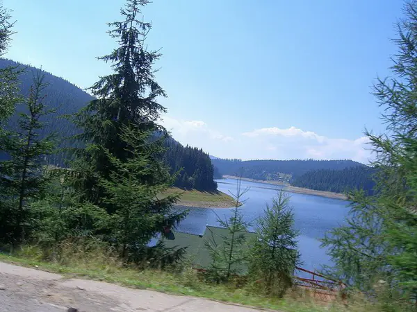 Lacul Beliș–Fântânele văzut printre brazi, într-o zi însorită