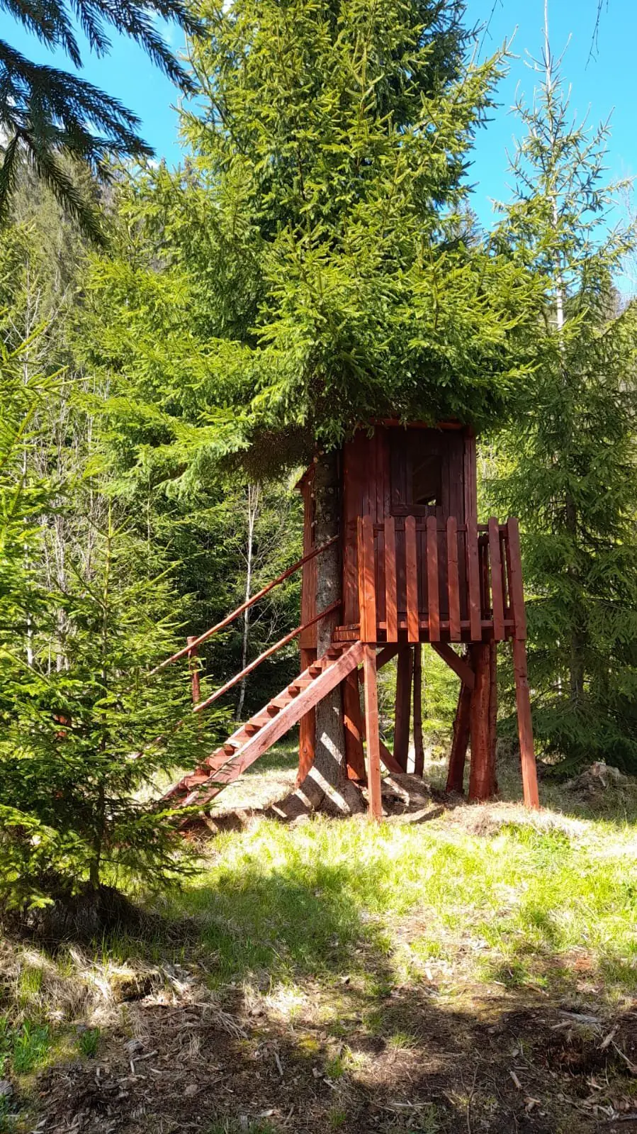 Căsuță din lemn cocoțată într-un copac, cu scară, în pădure