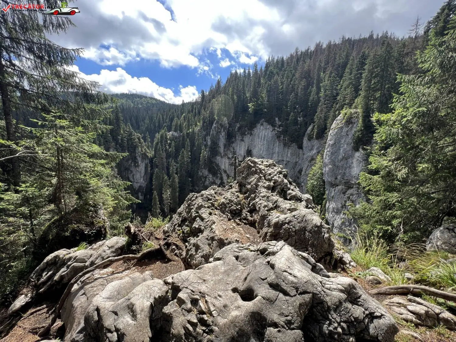 Pădure de brad deasupra stâncilor de la Cetățile Ponorului